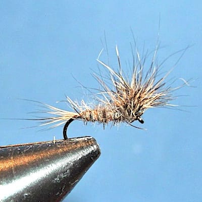 Paraloop ORL (échange 10-11/2020)