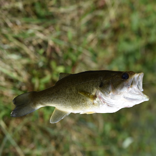 Forum (05/20) Cornélius