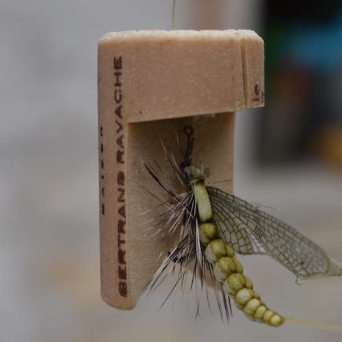 FORUM (04/21) Cornélius