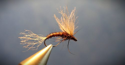 March brown emergente