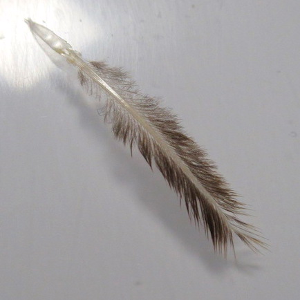 Forum (02/22) Lapoisse