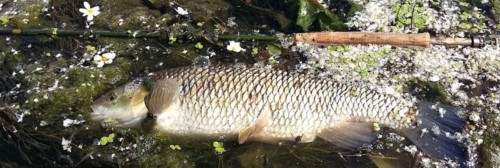 Un magnifique Chevesne