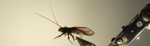 Montage réaliste de CASA