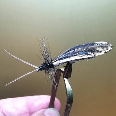 Mouche de pierre (Stonefly)