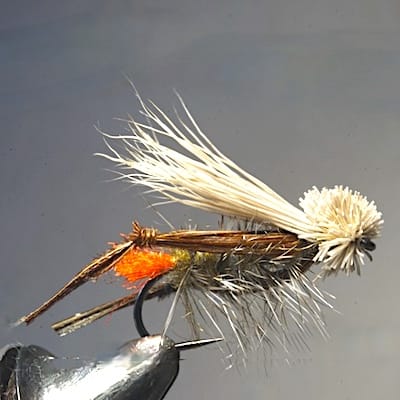 Sauterelle (échange de mouches 10-11/21)