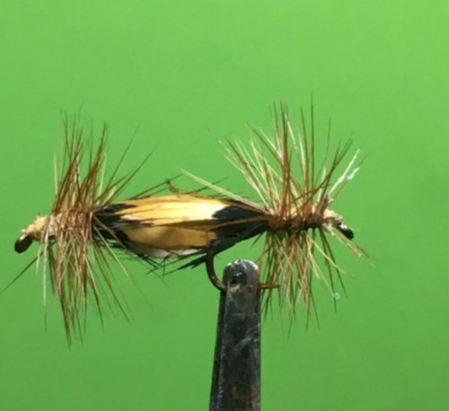 Petit sedge double de Paddy (échange de mouches 03-05/21)