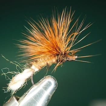 Sedge émergent paraloop