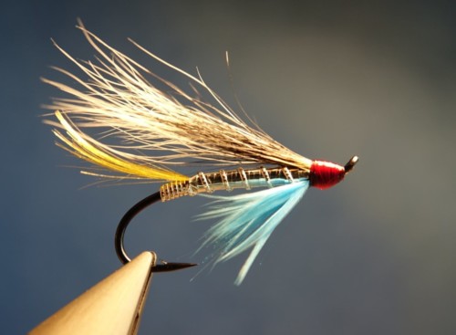 Silver blue hairwing