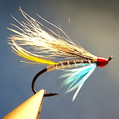 Silver blue hairwing 