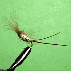 Spent de mouche de Mai 