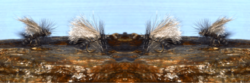 Stimulator de Blajoux échange 01/2022