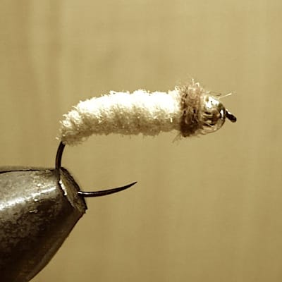 Teigne de Jü (échange de mouches 07-11/22)