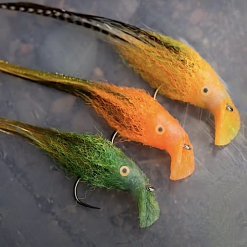 Forum (03/21) Seagull29