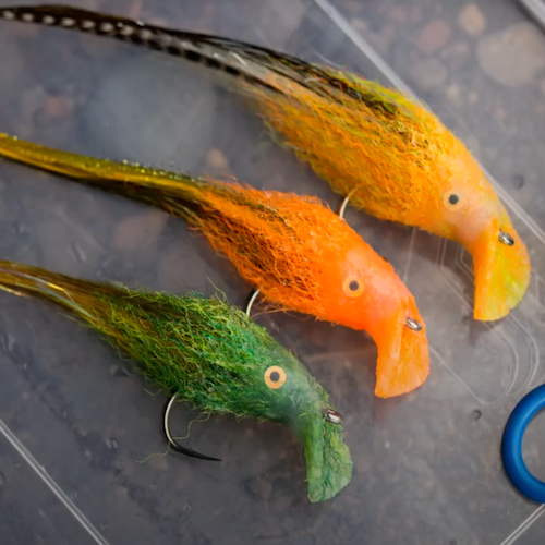 Forum (03/21) Seagull29