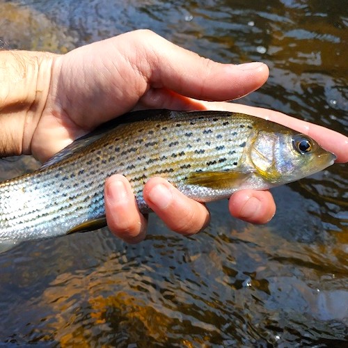 Forum (04/20) Lapoisse