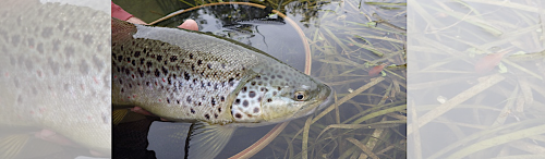 Magnifique grassette de la Touvre