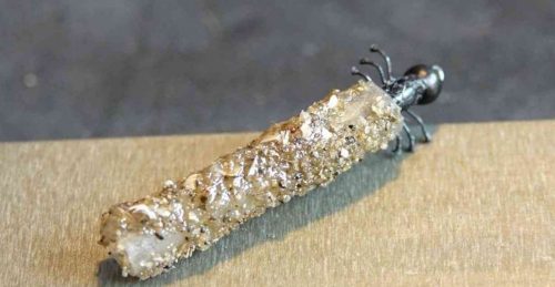 Larve de trichoptère dans son fourreau