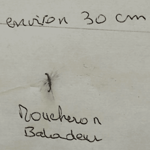 Site (05/20) Epéorus