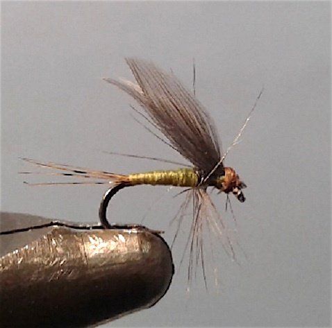 Mouche d'Ornans tradition