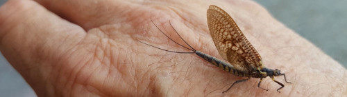 Belle éphémère Finlandaise