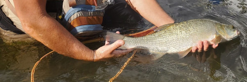 Un magnifique Aspe pris sur la Loire