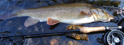 Un magnifique barbeau
