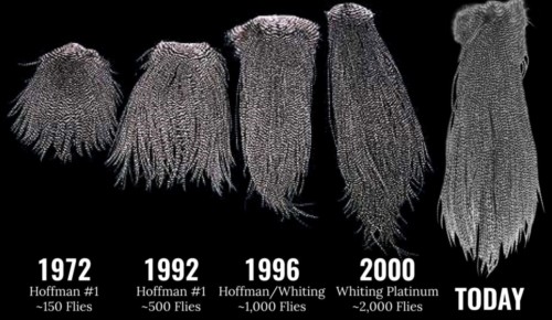 Forum (08/21) Seagull29