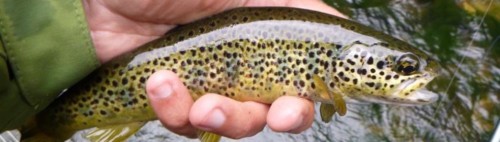 Magnifique fario de l'Orb