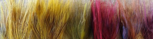 Herls de paon-peacok - teinture et coloration