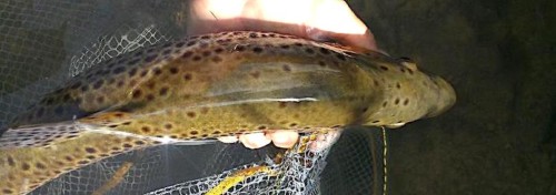 Fario de Bretagne pêchée en nymphe 