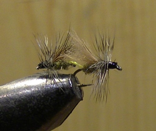 Kamasutricho tandem de Jü (échange de mouches 03-05/2021)