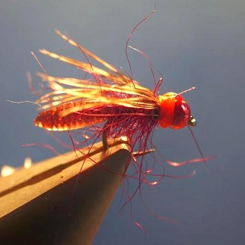 Forum (04/21) Lapoisse