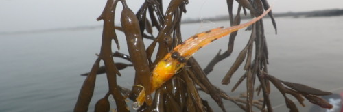 Imitation de crevette dans le varech