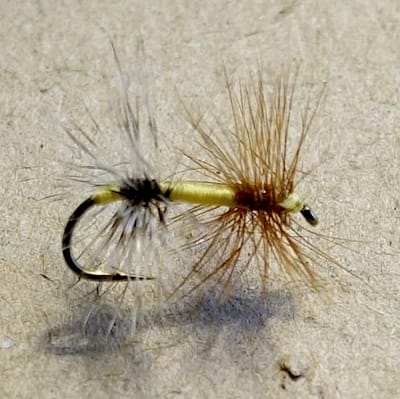 Bi-collerette (ancien échange de mouches)