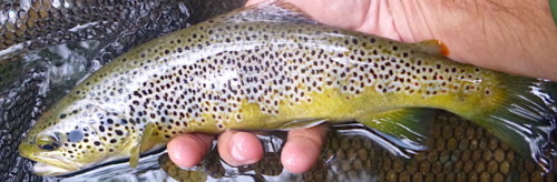 Truite fario de l'Orb