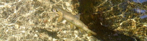 Fario de la Dourbie, dans l'Aveyron