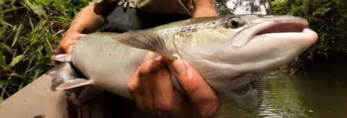 Saumon en nymphe à vue - Normandie