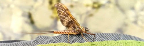 Ecdyonurus Torrentis