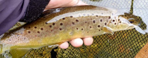 Une belle grassette de la Touvre (Charente)